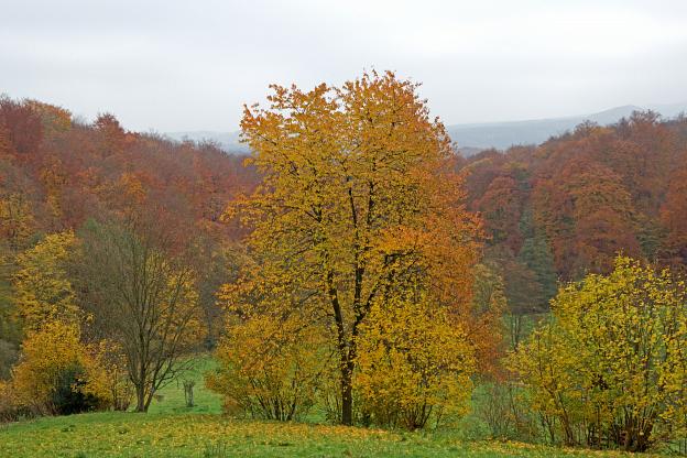 Herbst im Siebengebirge 4