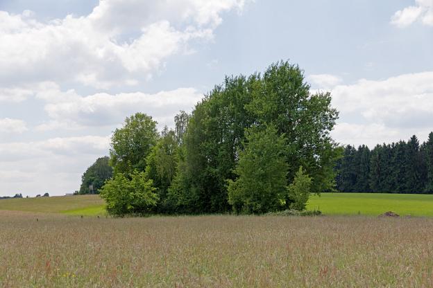 Bäume und Felder