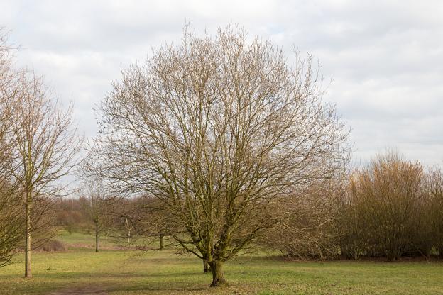 Baum im Grünen C in Tannenbusch
